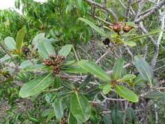 Xanthostemon