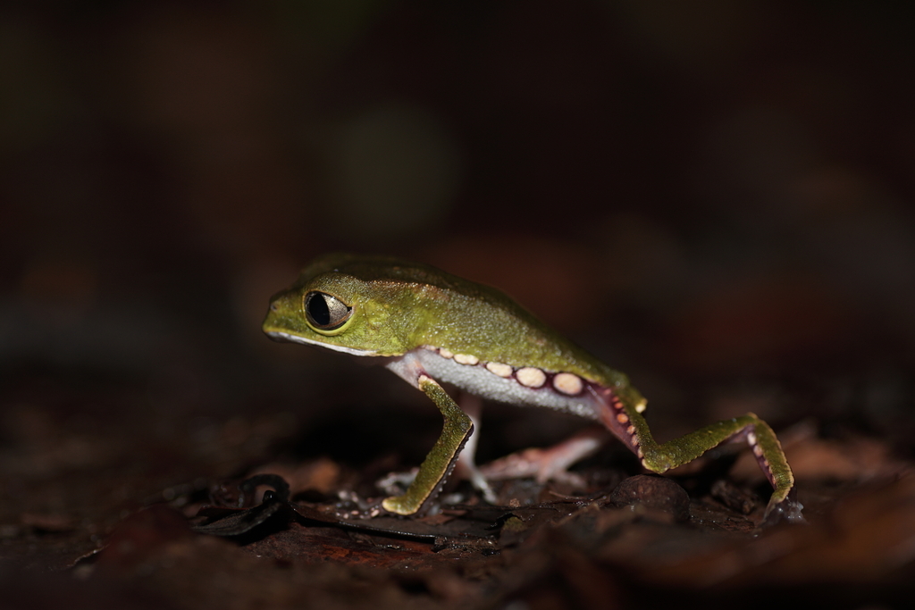 White-Lined Leaf Frog