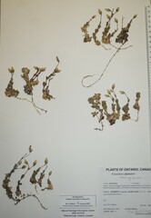 Cerastium beeringianum