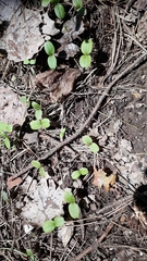 Impatiens parviflora