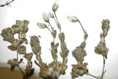 Cerastium beeringianum