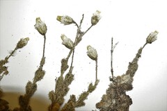 Cerastium beeringianum