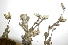 Cerastium beeringianum