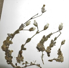 Cerastium beeringianum