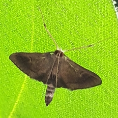 Almonia