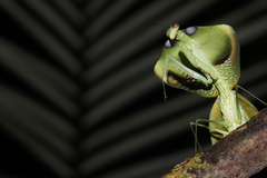 Choeradodis strumaria