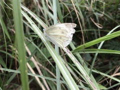 Pieris rapae crucivora