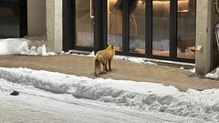 Vulpes vulpes schrencki