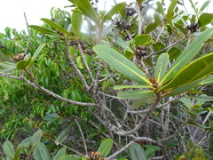 Xanthostemon