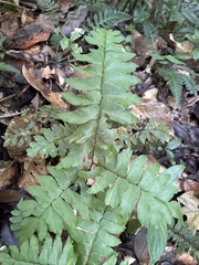 Adiantum latifolium