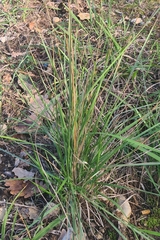 Brachypodium pinnatum
