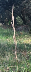 Brachypodium pinnatum