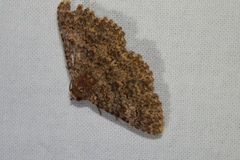 Polydesma umbricola