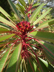 Xanthostemon longipes