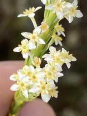 Struthiola confusa