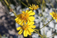 Encelia farinosa