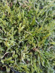 Brachythecium albicans