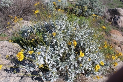 Encelia farinosa