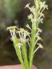 Struthiola confusa