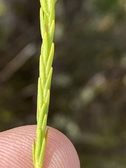 Struthiola confusa