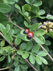 Chelymorpha cribraria