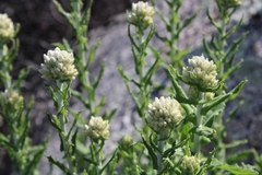 Pseudognaphalium biolettii