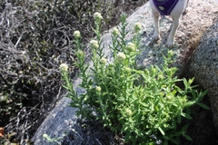 Pseudognaphalium biolettii