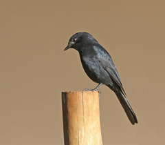 Melaenornis pammelaina