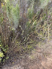 Struthiola confusa