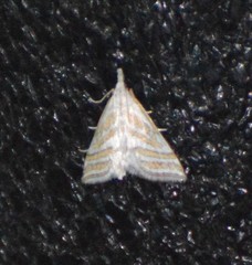Leptosteges parthenialis