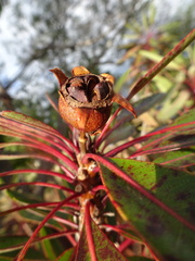 Xanthostemon longipes