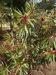 Xanthostemon longipes