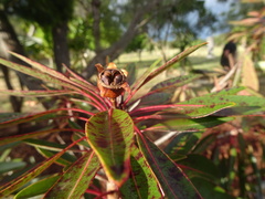 Xanthostemon longipes
