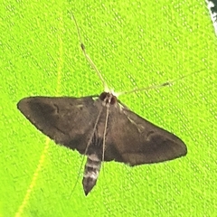 Almonia