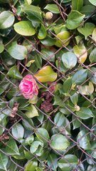 Camellia japonica