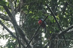 Trogon melanurus
