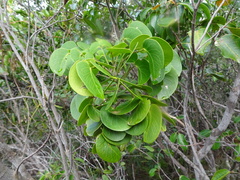 Zanthoxylum pancheri