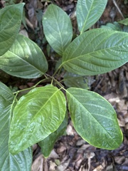 Piper glabrescens