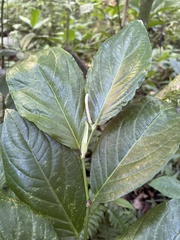 Piper glabrescens
