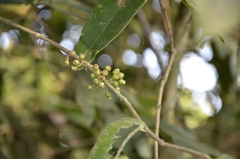 Memecylon umbellatum