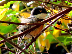 Batis capensis capensis