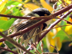 Batis capensis capensis