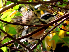 Batis capensis capensis