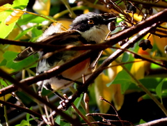 Batis capensis capensis