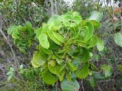 Zanthoxylum pancheri