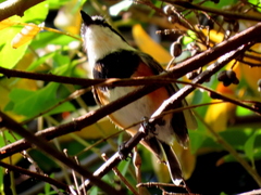 Batis capensis capensis