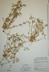 Cerastium brachypodum