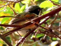 Batis capensis capensis