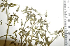 Cerastium brachypodum