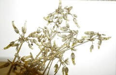 Cerastium brachypodum